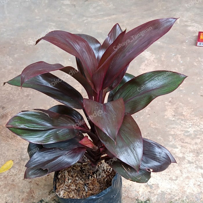 Bibit Tanaman Hias Hanjuang Merah Mini Andong Merah Mini Tanaman Hamjuang Daun Merah Mini