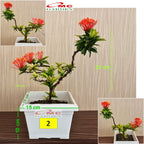 Tanaman Hias Soka Mini Asoka Jepang Ixora Orange Jambon SM0-2530