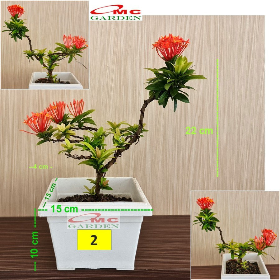 Tanaman Hias Soka Mini Asoka Jepang Ixora Orange Jambon SM0-2530