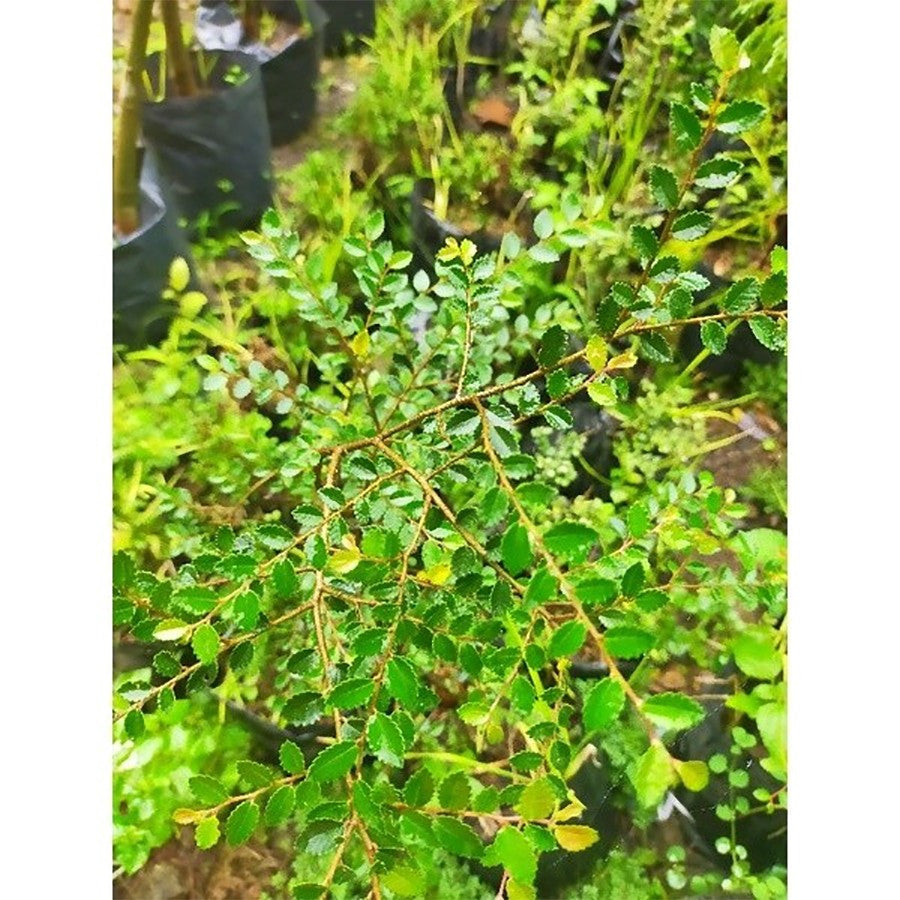 Tanaman Bibit Ulmus Micro Bahan Bonsain Ulmus Mikro Elm Cina 2030