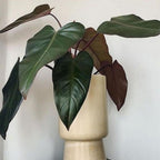 Philodendron Dark Lord/Philo DarkLord Houseplant Tanaman Hias 1020