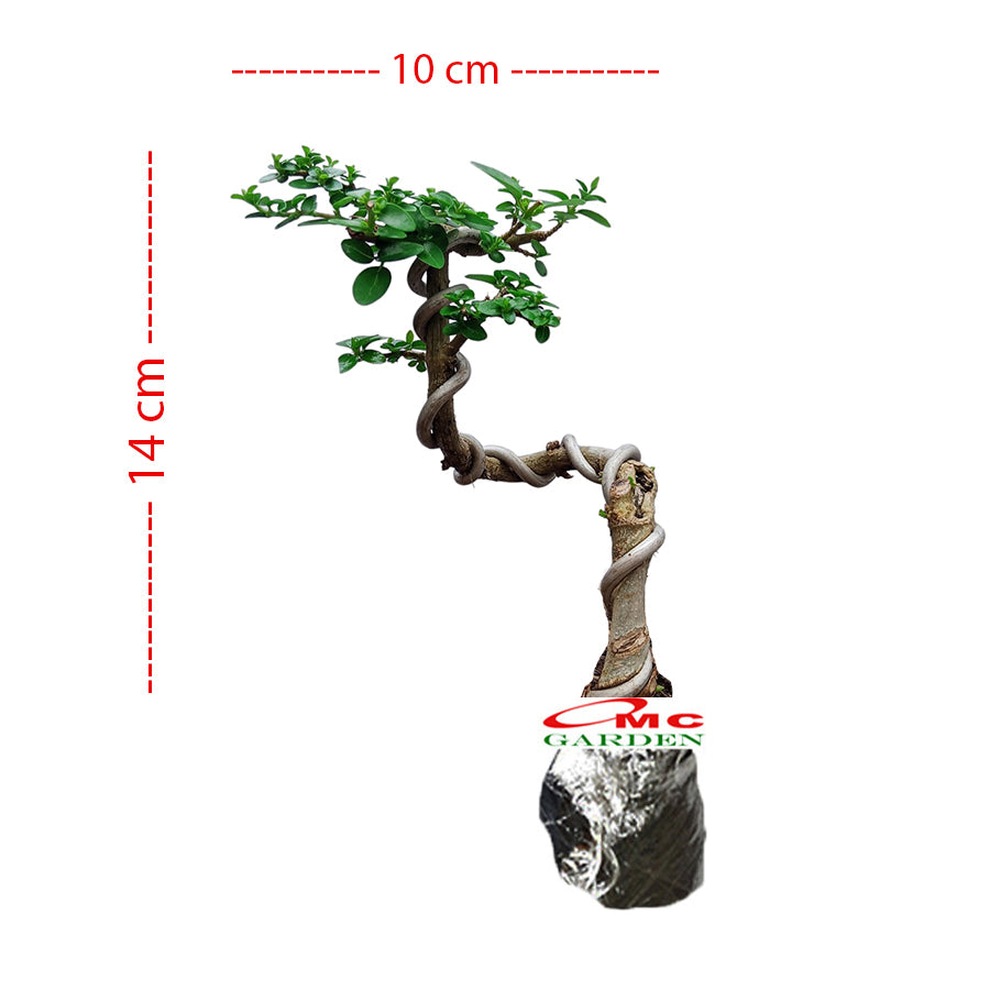 Bonsai Bonsai Sancang Premna Microphylla 004