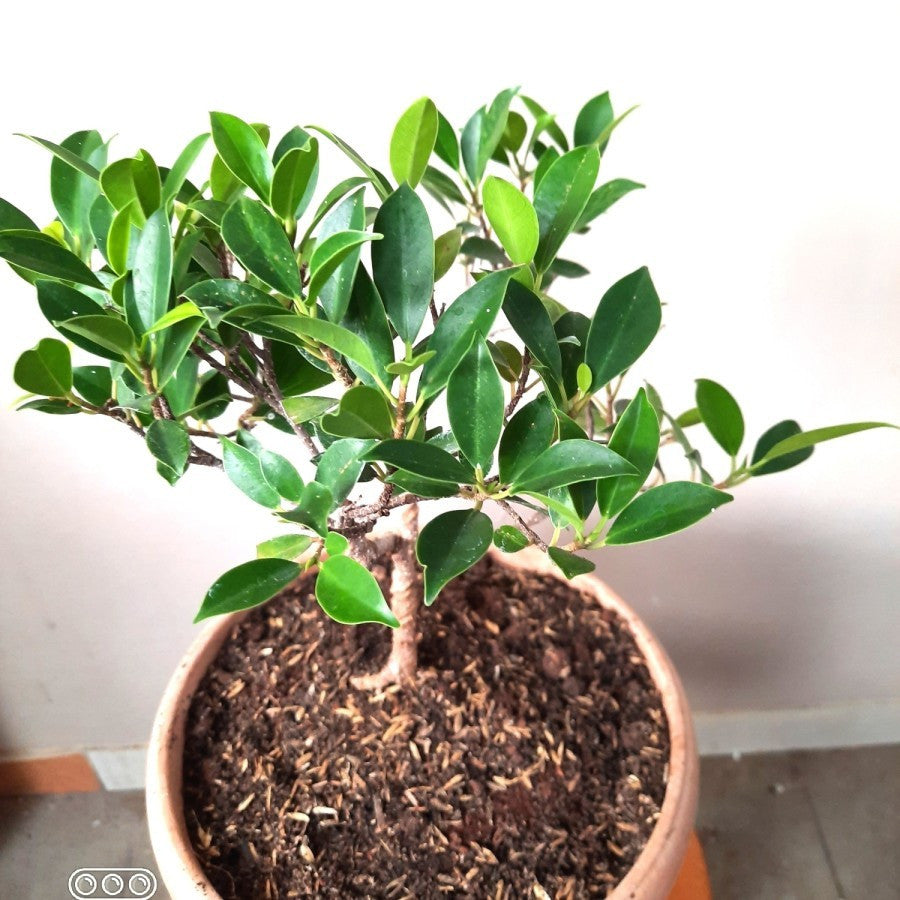 Tanaman Beringin Lokal Local Bibit Bahan Kimeng Mikro Ori Ficus Kimeng Mikro Daun Kecil 1020