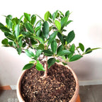 Tanaman Beringin Lokal Local Bibit Bahan Kimeng Mikro Ori Ficus Kimeng Mikro Daun Kecil 1020
