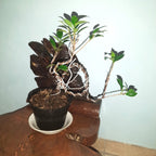 Tanaman Beringin Lokal Local Bibit Bahan Kimeng Mikro Ori Ficus Kimeng Mikro Daun Kecil 1020