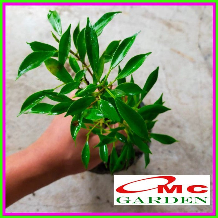 Tanaman Beringin Lokal Local Bibit Bahan Kimeng Mikro Ori Ficus Kimeng Mikro Daun Kecil 1020