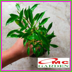 Tanaman Beringin Lokal Local Bibit Bahan Kimeng Mikro Ori Ficus Kimeng Mikro Daun Kecil 1020
