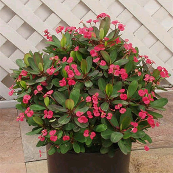Tanaman Hias Kaktus Mahkota Duri Euphorbia - Pohon Euphorbia 1015