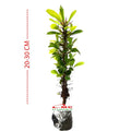Tanaman Hias Kaktus Mahkota Duri Euphorbia - Pohon Euphorbia 2030