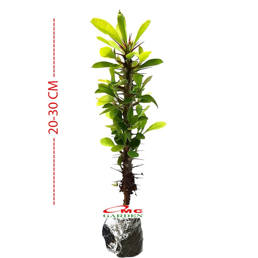 Tanaman Hias Kaktus Mahkota Duri Euphorbia - Pohon Euphorbia 2030