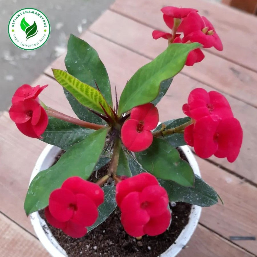 Tanaman Hias Kaktus Mahkota Duri Euphorbia - Pohon Euphorbia 2030