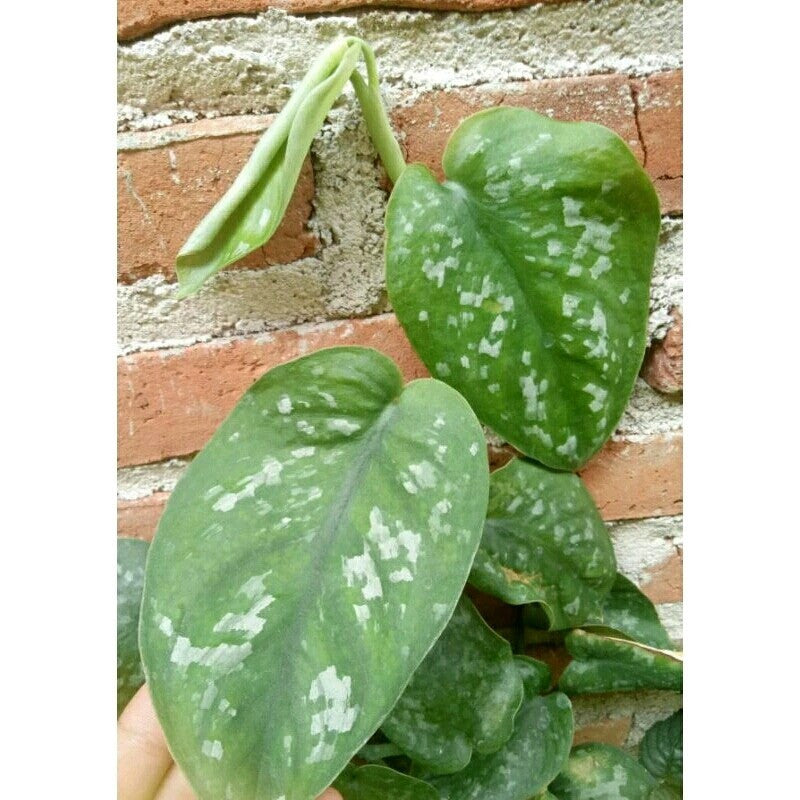Sirih Gading Silver - scindapsus pictus epipremnum aerum putih perak