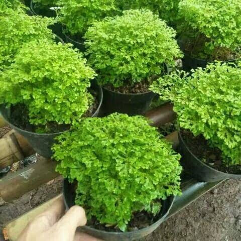 Tanaman Hias Lumut Ambon Moss Ambon Bunga Rumput Papua 1 pot