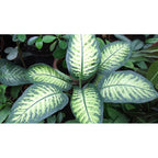 Tanaman Hias Daun Bahagia Sri Rezeki Balanceng Dieffenbachia DB-1020