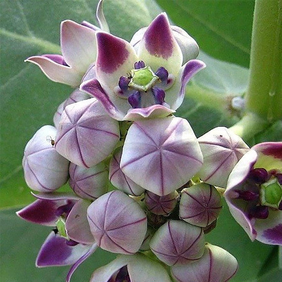 anaman Bibit Biduri Bunga Biduri Bibit Widuri Calotropis 1020