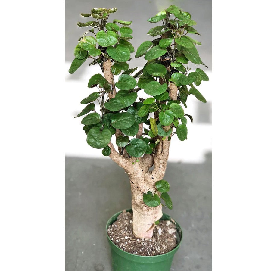 Bonsai Bonsae Mangkok Mangkokan Tanaman Obat Herbal Hias