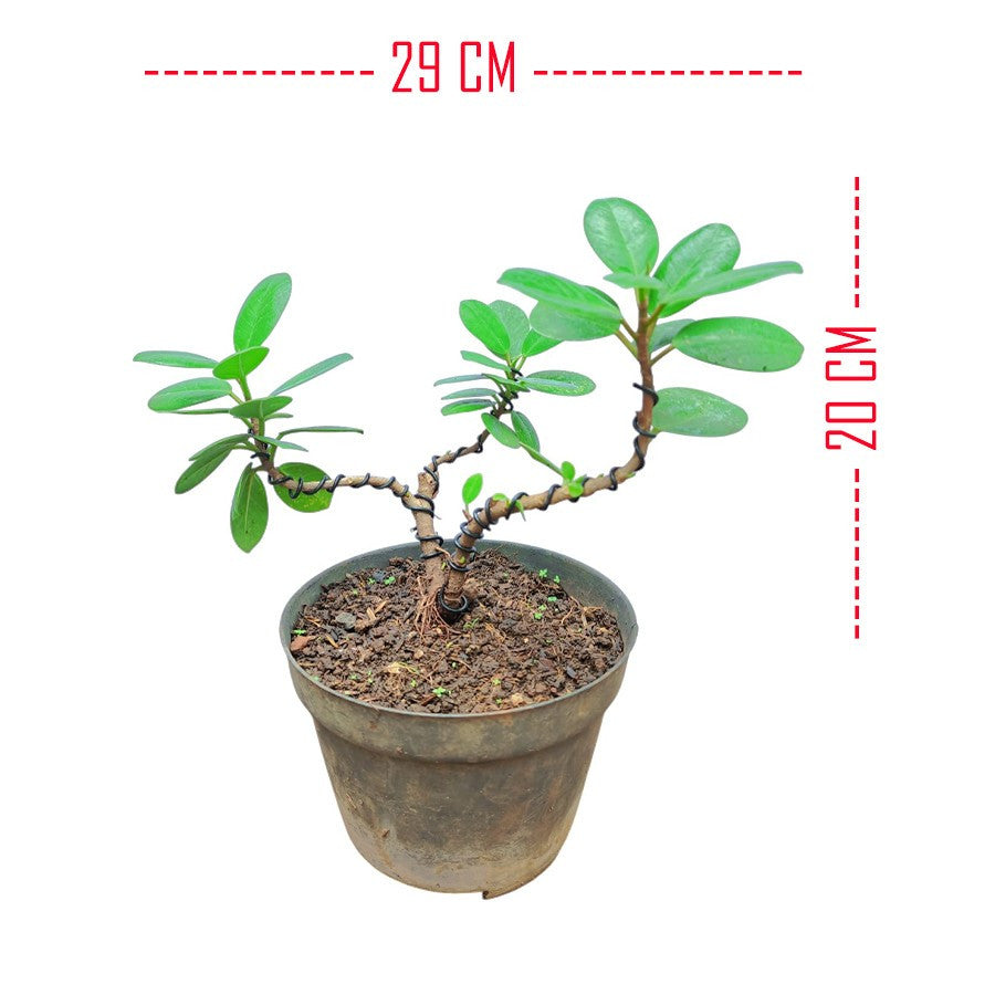 Tanaman Hias Pohon Bnsae Bonsai Mame Beringin Korea Mini Dolar B-BK-023