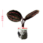Tanaman Hias Calathea Black Lipstik Kalatea Calathea Black Lipstick
