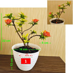 Tanaman Hias Soka Mini Asoka Jepang Ixora Orange Jambon SM0-1525