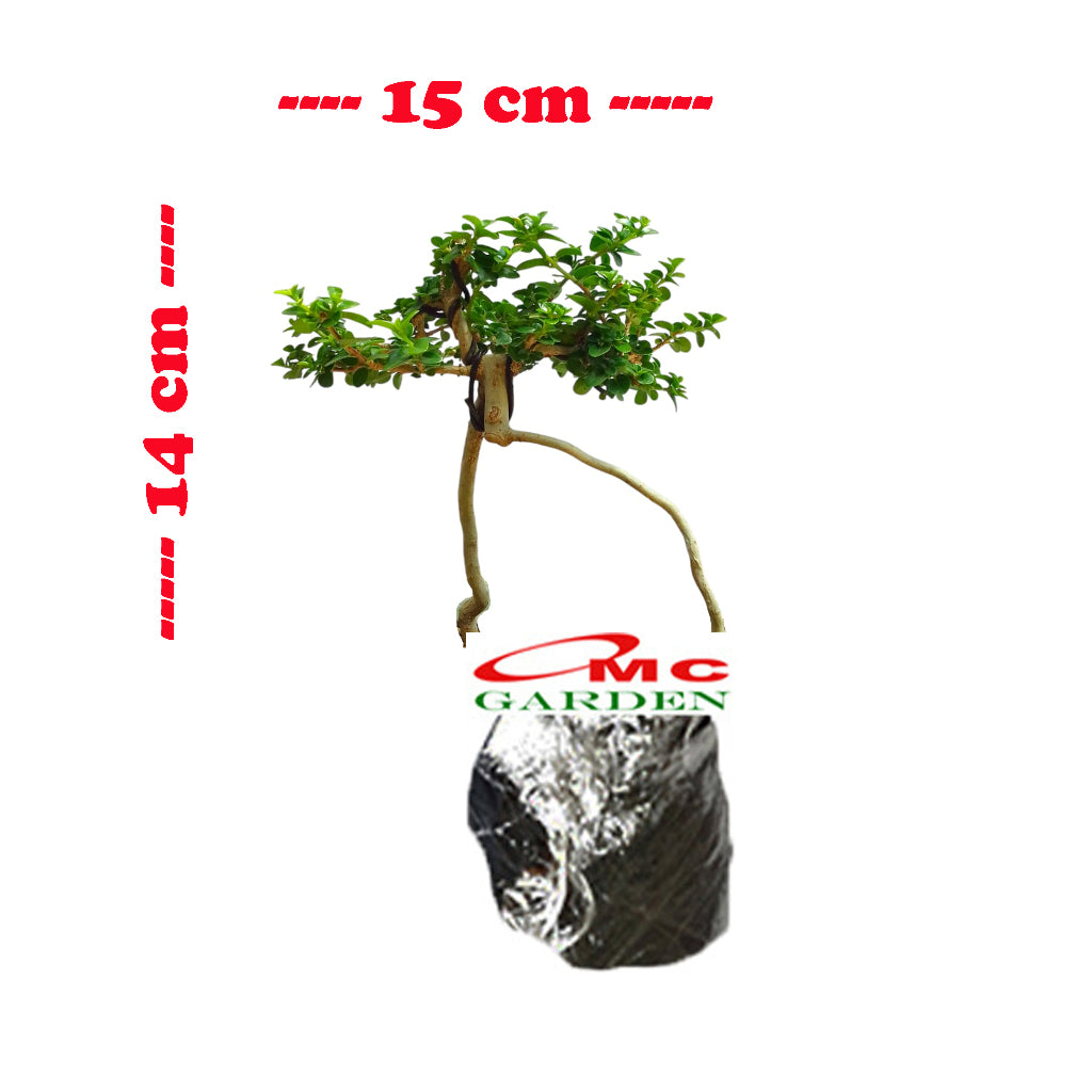 Bonsai Bonsai Sancang Premna Microphylla 004