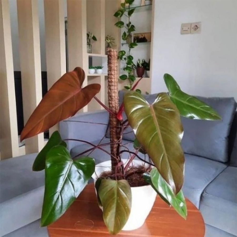 Philodendron Dark Lord/Philo DarkLord Houseplant Tanaman Hias 1020
