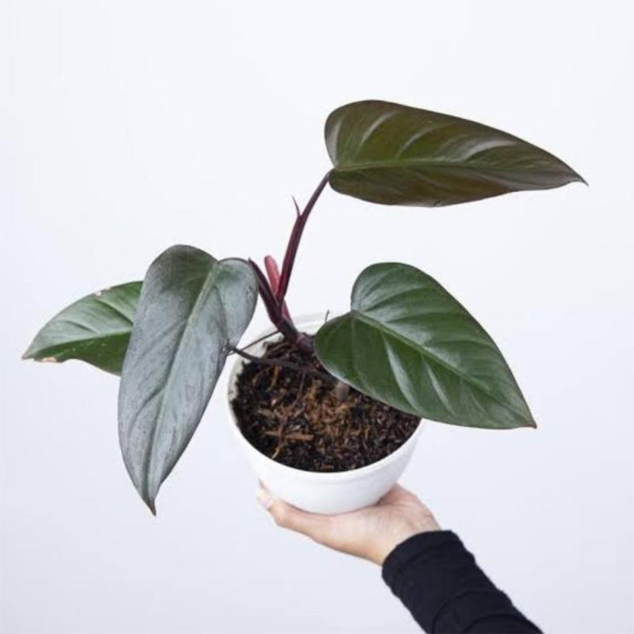 Philodendron Dark Lord/Philo DarkLord Houseplant Tanaman Hias 2030