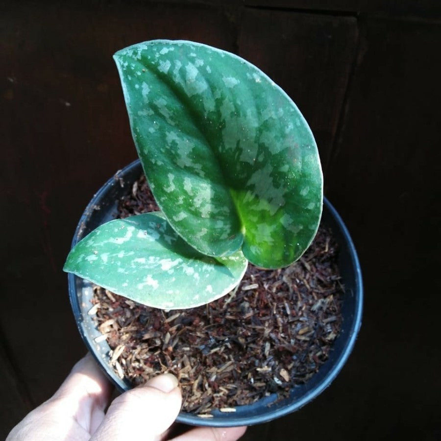 Sirih Gading Silver - scindapsus pictus epipremnum aerum putih perak