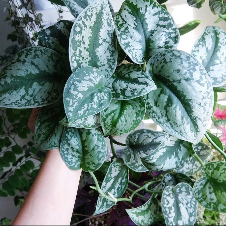 Sirih Gading Silver - scindapsus pictus epipremnum aerum putih perak