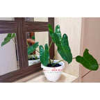 Philodendron Philo Brekele Burle Marx Tanaman Hias 1 Pot