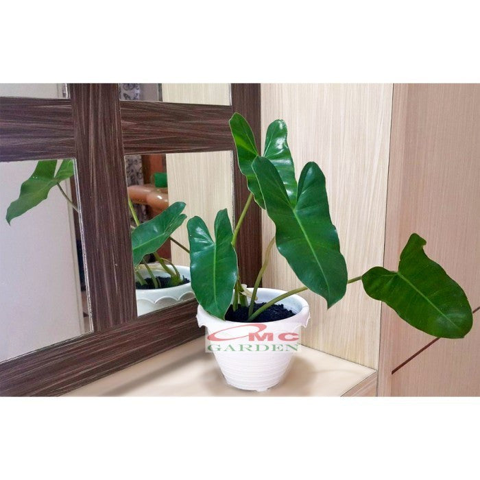 Philodendron Philo Brekele Burle Marx Tanaman Hias 1 Pot