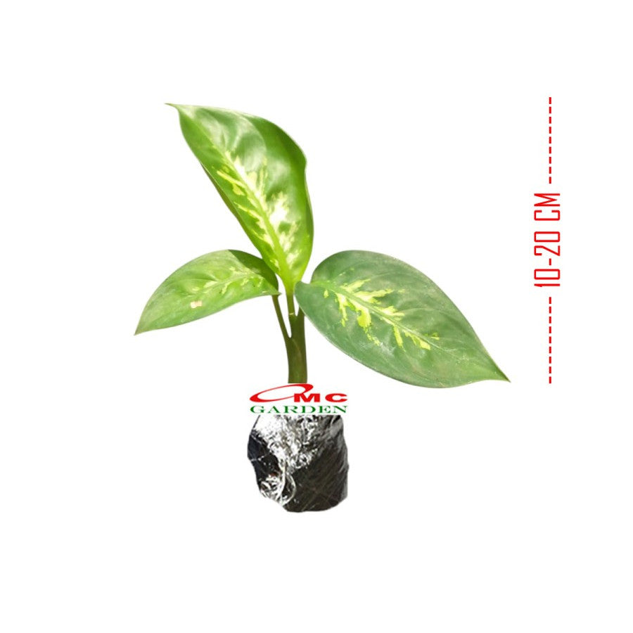 Tanaman Hias Daun Bahagia Sri Rezeki Balanceng Dieffenbachia DB-1020