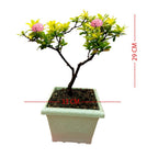 Tanaman Hias Bonsai Mame Soka Mini Asoka Jepang Ixora Pink B-SMP-009