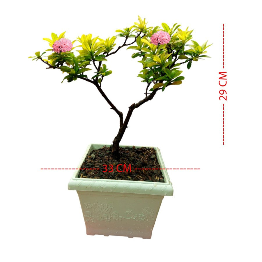 Tanaman Hias Bonsai Mame Soka Mini Asoka Jepang Ixora Pink B-SMP-009