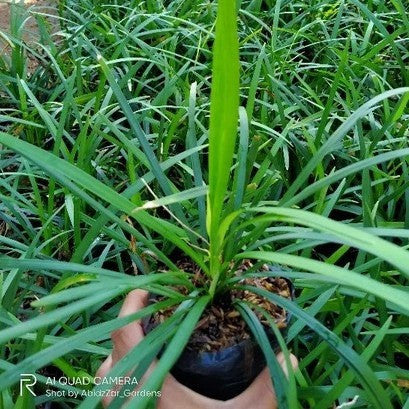 Tanaman Hias Jaburan - Rumput Jaburan Alang - Alang Hijau Kucai ( ophiopogon jaburan vittatus ) 1020