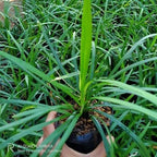 Tanaman Hias Jaburan - Rumput Jaburan Alang - Alang Hijau Kucai ( ophiopogon jaburan vittatus ) 1020