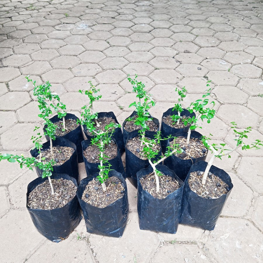 Bibit Bahan Bonsai Bonsae Sancang Premna Microphylla 1020