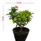 Tanaman Hias Bonsai Mame Soka Mini Asoka Jepang Ixora Orange B-SMO