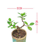 Tanaman Hias Pohon Bnsae Bonsai Mame Beringin Korea Mini Dolar B-BK-023