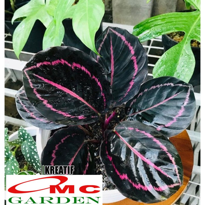 Tanaman Hias Calathea Black Lipstik Kalatea Calathea Black Lipstick