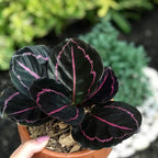 Tanaman Hias Calathea Black Lipstik Kalatea Calathea Black Lipstick