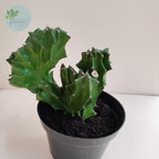 Euphorbia Lactea Hijau Kaktus Sukulen Cristata 0510