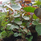 Tanaman Hias Bibit Bahan Bonsai Waru Merah Pohon Waru Merah Super Red 2030
