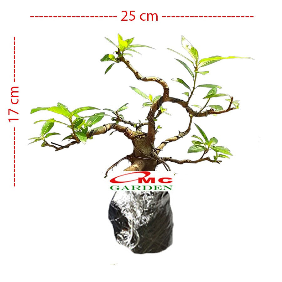 Bonsai Bonsae Mame Loa Ficus Racemosa 001