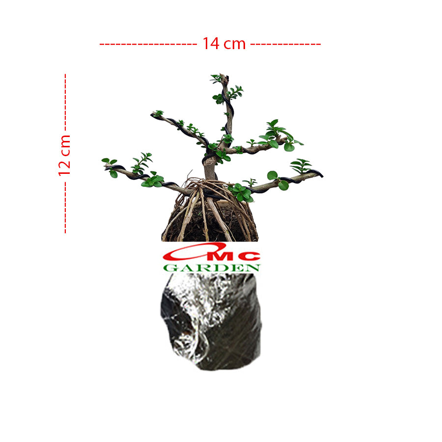 Bonsai Bonsai Sancang Premna Microphylla 004