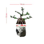 Bonsai Bonsai Sancang Premna Microphylla 004