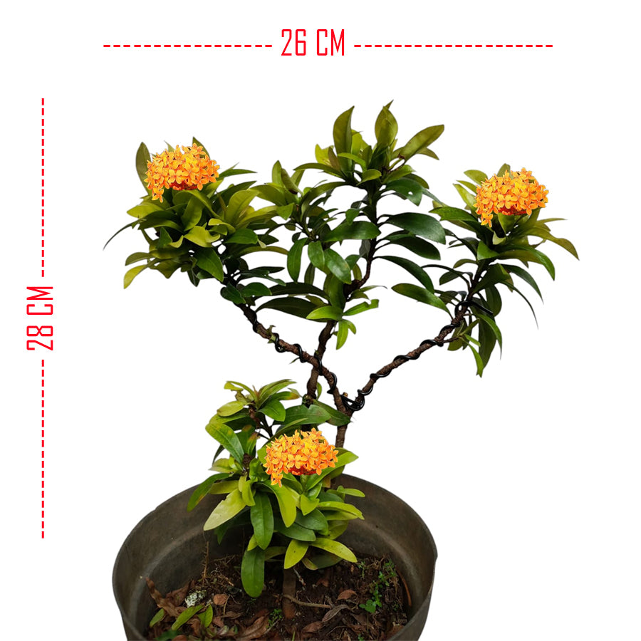 Tanaman Hias Bonsai Mame Soka Mini Asoka Jepang Ixora Orange B-SMO