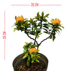 Tanaman Hias Bonsai Mame Soka Mini Asoka Jepang Ixora Orange B-SMO