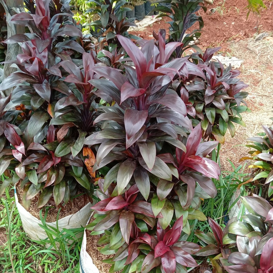 Bibit Tanaman Hias Hanjuang Merah Mini Andong Merah Mini Tanaman Hamjuang Daun Merah Mini