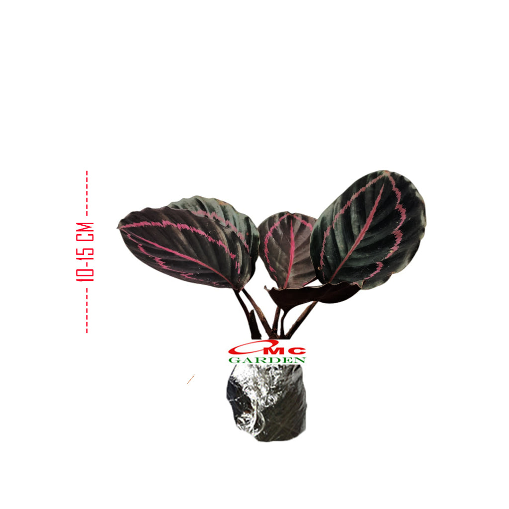 Tanaman Hias Calathea Black Lipstik Kalatea Calathea Black Lipstick