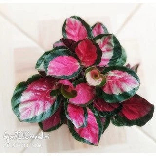 Tanaman Hias Calathea Crimson Roseopicta X Kalatea Kalathea Calatea Black Lipstik Lipstick